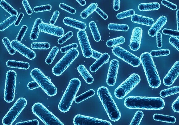 Lactobacillus species